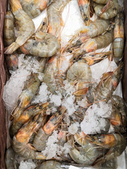  Gray fresh shrimps, on ice