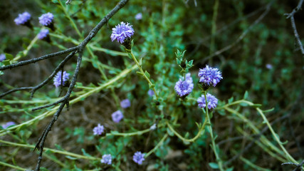 wild forest purple flowers macro