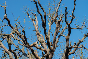 Branches of an ancient tree against blue sky  