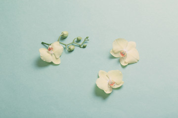 yellow orchids on green paper background