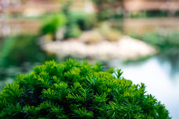 Fototapeta premium Hemisphere-shaped bonsai juniper tree growing outdoors, with copyspace (selective focus)