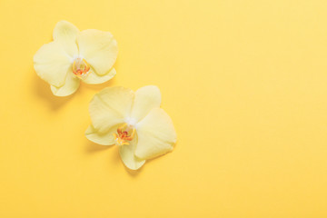 orchids flowers  on yellow paper background