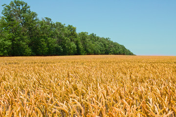 Naklejka premium ears of wheat against the blue sky