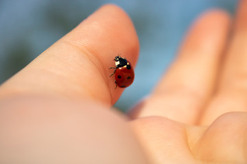 Love bug ladybug on hand close up