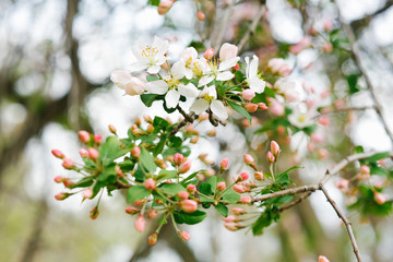 Branch with white pink Apple flowers in the spring garden. Selective focus. Spring bloom.
