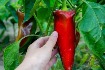 Picking peppers by hand