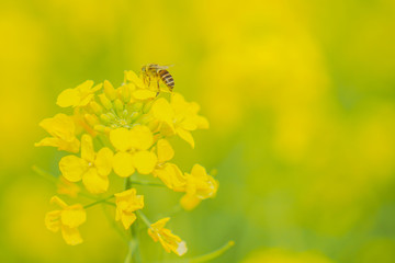 The flowers are blooming in spring, the rape flowers are in full bloom, and the little bee is picking pollen