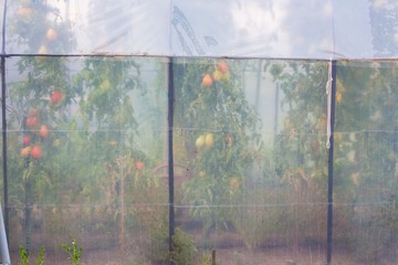 Tomato plant growing inside a greenhouse