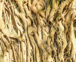 Woven (tangled) tree roots with sunbeams as a background, sunny day, sun shine
