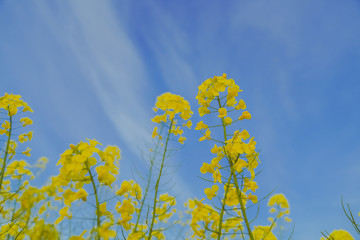 The flowers are blooming in spring, the rape flowers are in full bloom, and the little bee is picking pollen