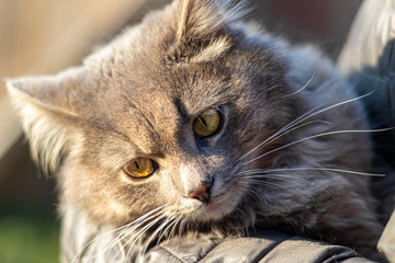 Gray fluffy domestic cat with huge yellow-green eyes. The concept of pets. Banner for the site.
