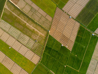 Rice Terrace Aerial Shot. Image of beautiful terrace rice field in Chiang Mai Thailand.