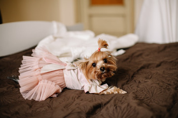 Small pet. Dog bride lying at her feet