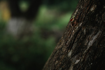 Wedding rings and tullips