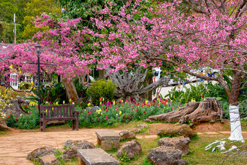 Phaya shirt flowers bloom beautifully in winter in northern Thailand.