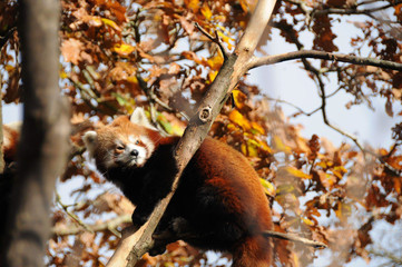 red panda 