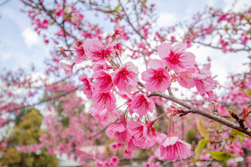 Phaya shirt flowers bloom beautifully in winter in northern Thailand.