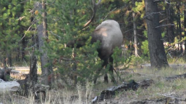 Elk wandering is a pine forest, Yellowstone national Park. Camera is handheld, following the animal.