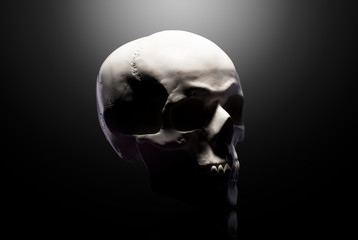 Front view of gypsum model of the human skull isolated on black background