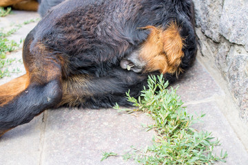 Abundant discharge from the vulva of the female Rottweiler, turbid white-grayish color. The concept...