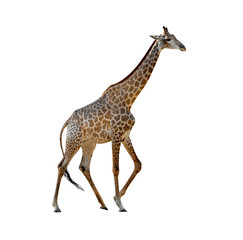 Giraffe isolated on white background ,include clipping path
