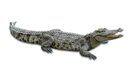 Fototapete Rund Krokodil crocodile isolated on white background ,include clipping path  © sirawut