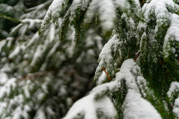 snow covered pine tree branches