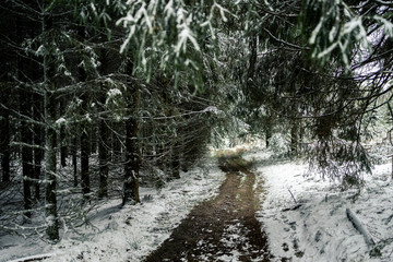 pathway in snowy pine forest