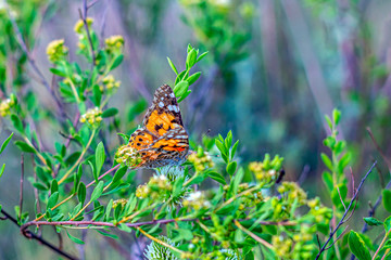 Beautiful butterfly sits on a green branch eats nectar. Admiral (Vanessa atalanta) day butterfly...