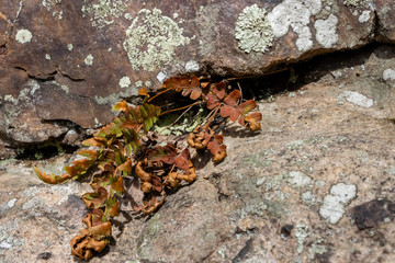 Fall leaves of a plant growing from lichen covered rocks along the east bluff trail in a state park in Wisconsin