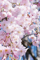 Spring cherry blossoms blooms, pink flowers, Sakura Japanese flowers season. Selective focus. Blooming tree on the background of nature. Spring Background