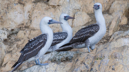 Peruvian boobies (Sula variegata)