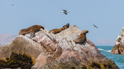 south American sea lions (Otaria flavescens)