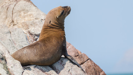 South American sea lion (Otaria flavescens)