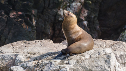 South American sea lion (Otaria flavescens)