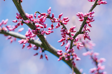 Purple canadian flowers on a branch on a Sunny spring day against a blue sky. Selective focus. Spring card
