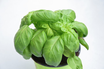 Basil Plant on White Isolated Background