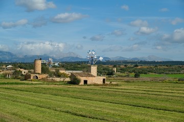 die typischen Windräder von Mallorca in der grünen Landschaft