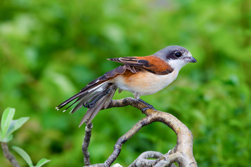 Burmese Shrike; Lanius collurioides