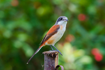 Burmese Shrike