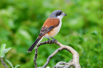 Burmese Shrike; Lanius collurioides