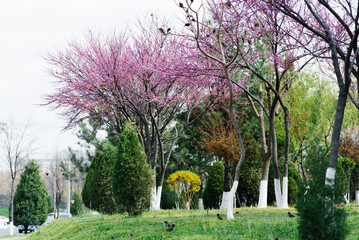 Spring landscape with a tree canadian purple on a Sunny day