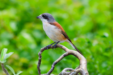 Burmese Shrike; Lanius collurioides