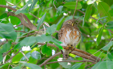 Glaucidium cuculoides ,ASIAN BARRED OWLET