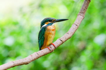 kingfisher on branch,Common kingfisher,Alcedo atthis