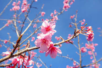 Phaya shirt flowers bloom beautifully in winter in northern Thailand.