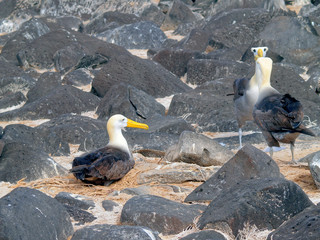 View of Waved Albatross (Phoebastria Irrorata) birds on Espanola Island in the Galapagos archipelago, Ecuador, South America - 332940800