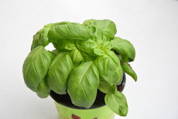 Basil Plant on White Isolated Background