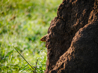 Close-up of banded mongooses (Mungos mungo) hides behind a big rock looking out of hole in Serengeti Nationalpark