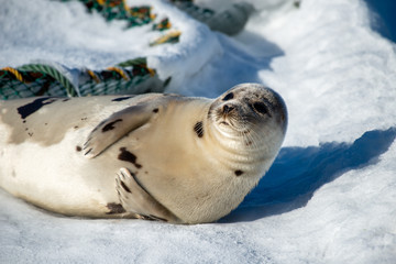 The head of a harp seal poking up while it lays on white snow. The wild animal has a soft light grey coat of fur, long flippers with big claws. The seal has dark eyes, long whiskers and small nose. 